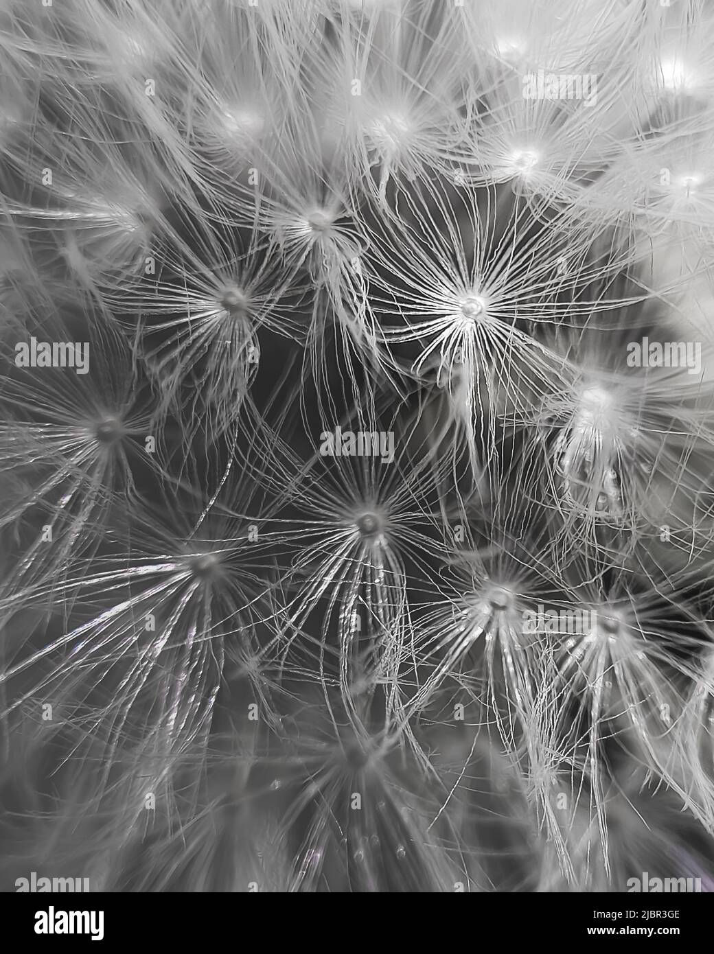 Dandelion fluff hi-res stock photography and images - Alamy