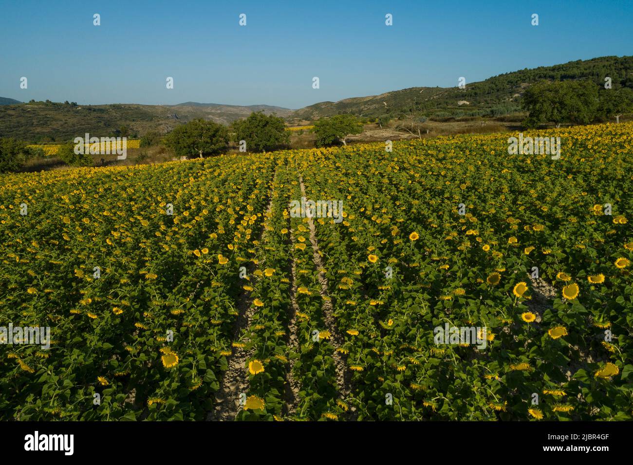 Summer sunrise over sunflower field - stock photo Stock Photo - Alamy