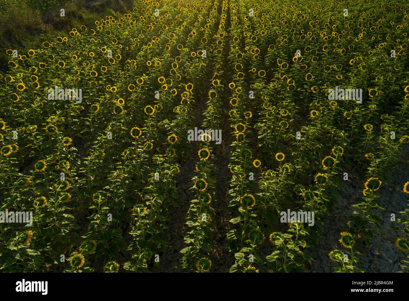 Summer sunrise over sunflower field - stock photo Stock Photo