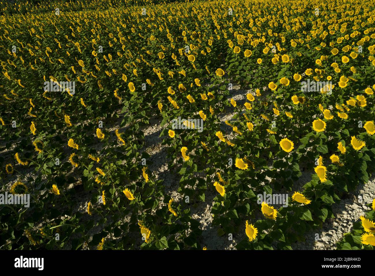 Summer sunrise over sunflower field - stock photo Stock Photo - Alamy