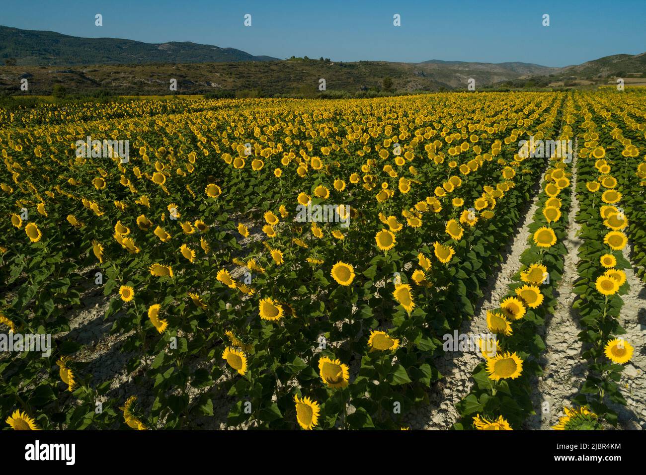 Summer sunrise over sunflower field - stock photo Stock Photo - Alamy