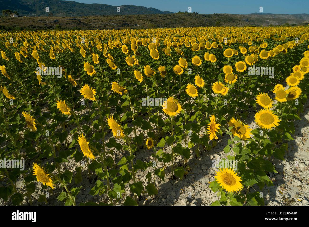 Summer sunrise over sunflower field - stock photo Stock Photo - Alamy