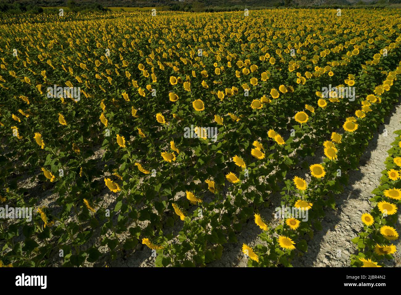Summer sunrise over sunflower field - stock photo Stock Photo - Alamy