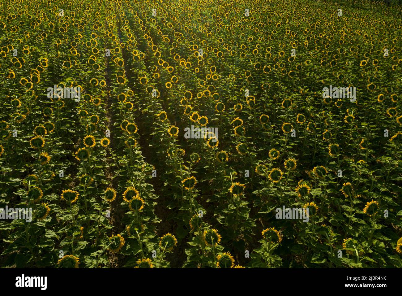Summer sunrise over sunflower field - stock photo Stock Photo - Alamy