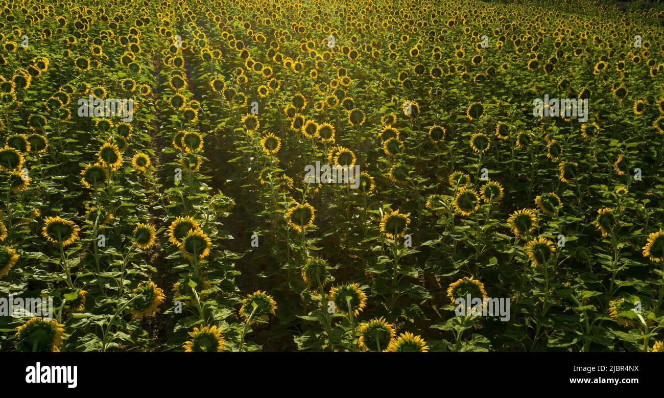 Summer sunrise over sunflower field - stock photo Stock Photo