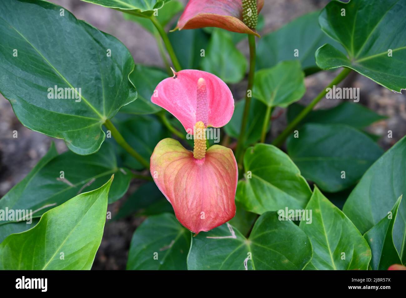 Beautiful Pink Flowers Plant in Garden Stock Photo Alamy