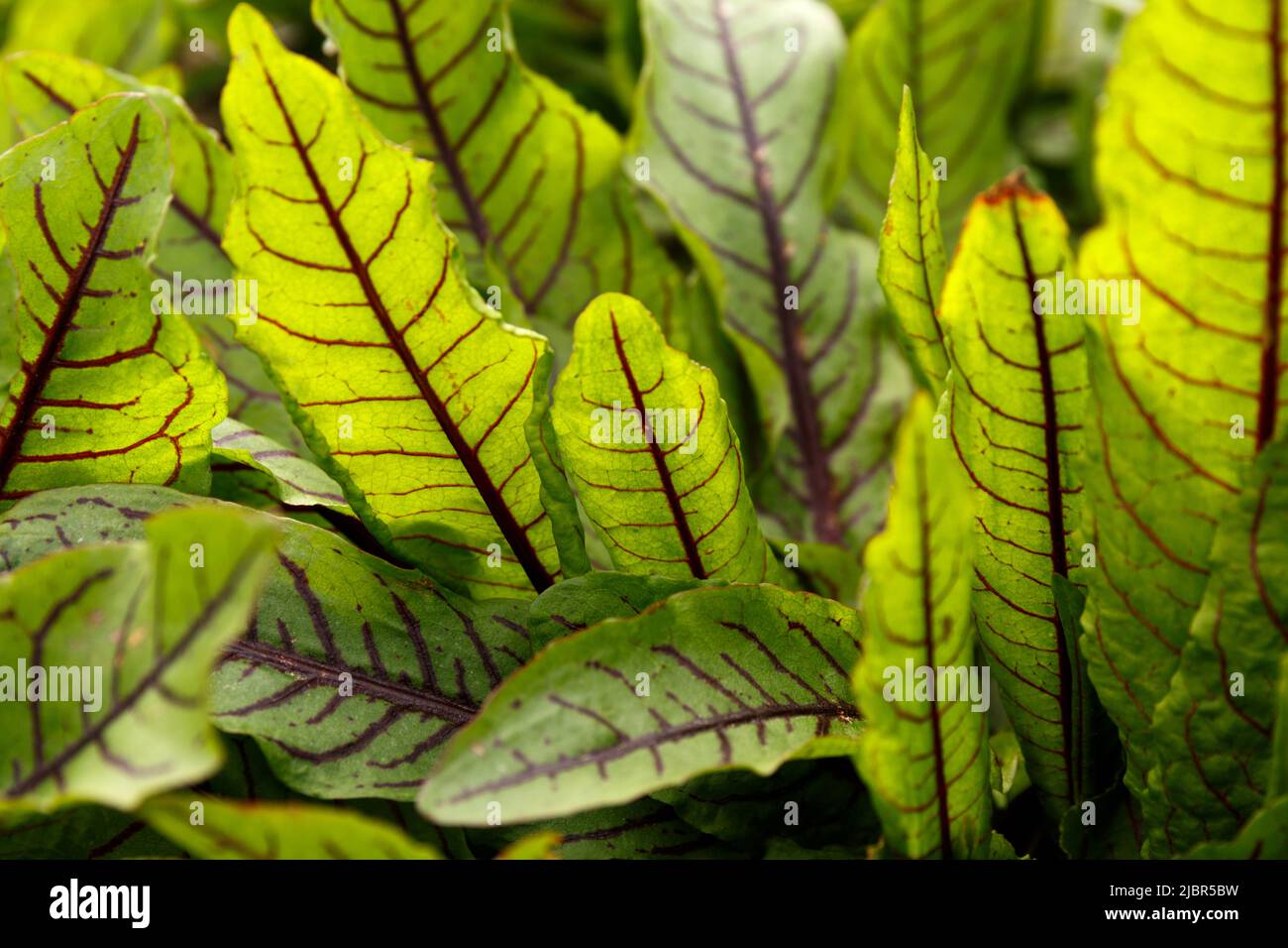 Rumex patientia or Rumex sanguineus. Sorrel is blood-red in the open ground. Large oblong-lanceolate green leaves with purple pronounced veins Stock Photo