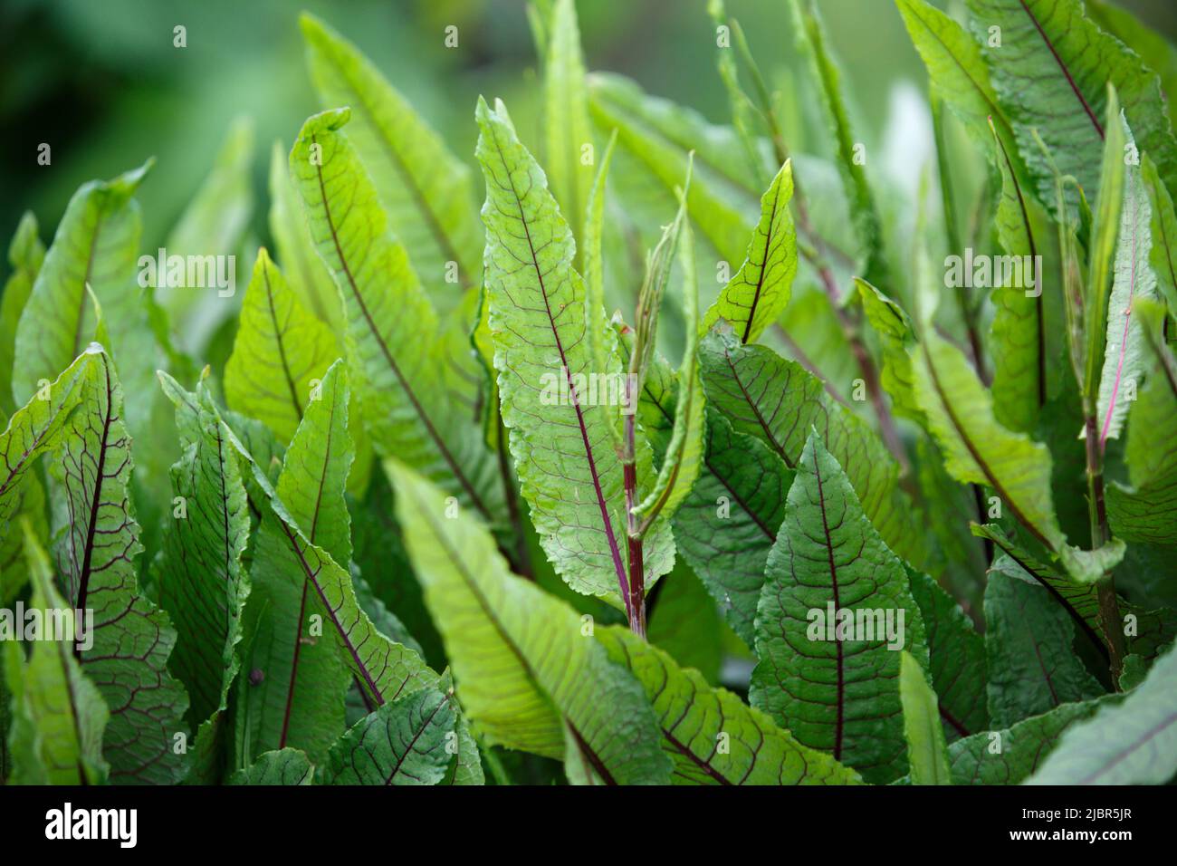 Rumex sanguineus. Sorrel is blood-red in the open ground. Large oblong-lanceolate medium green leaves with purple pronounced veins Stock Photo