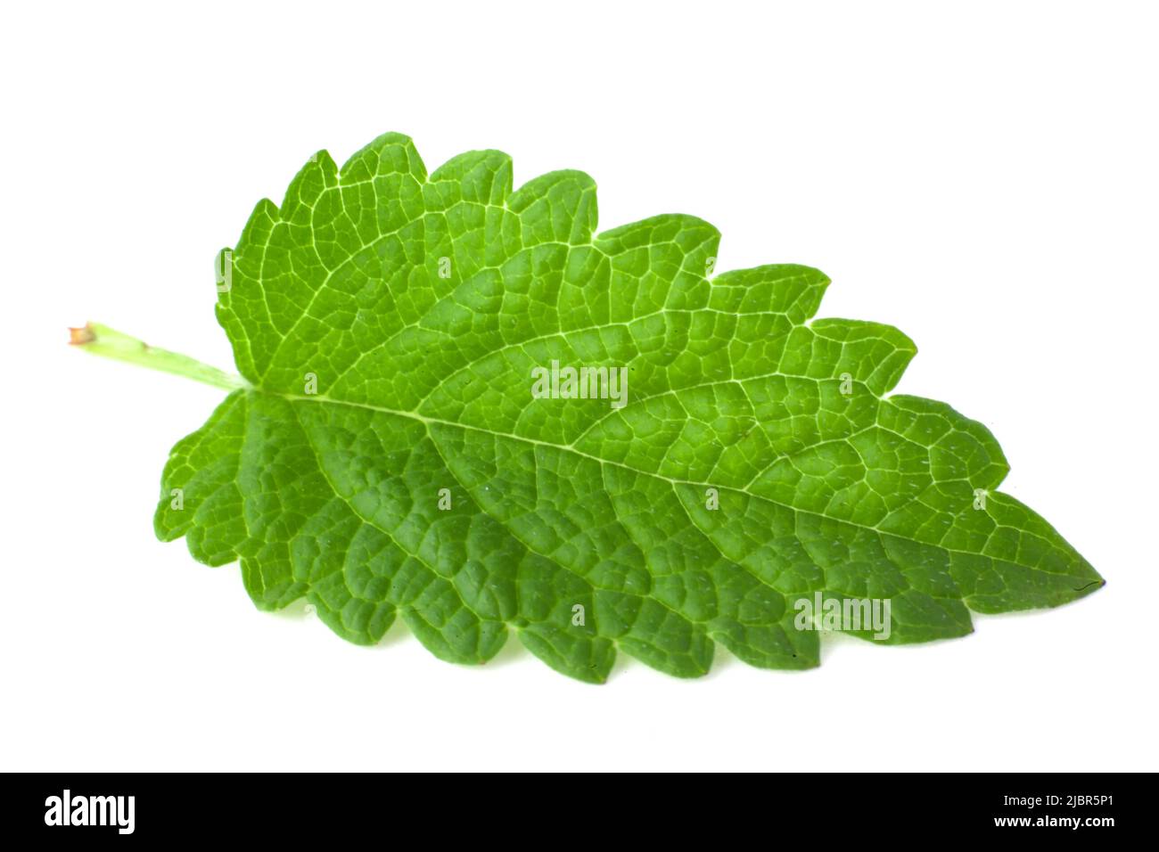 Fresh lemon balm leaf isolated on white background Stock Photo