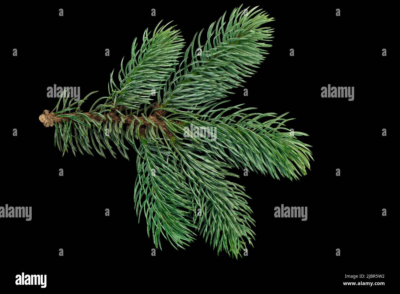 Christmas tree branches isolated on black background Stock Photo