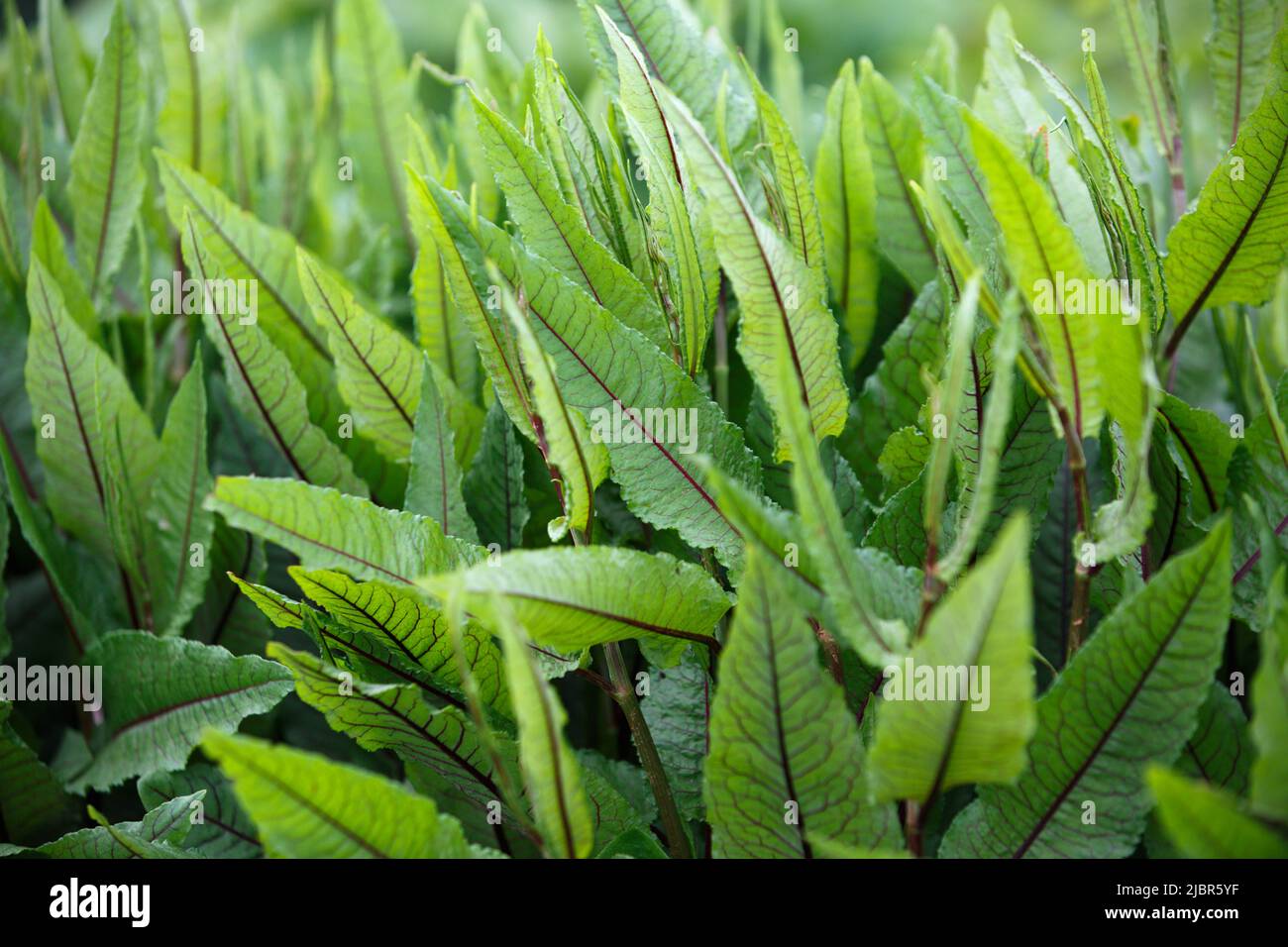 Rumex sanguineus. Sorrel is blood-red in the open ground. Large oblong-lanceolate green leaves with purple pronounced veins Stock Photo