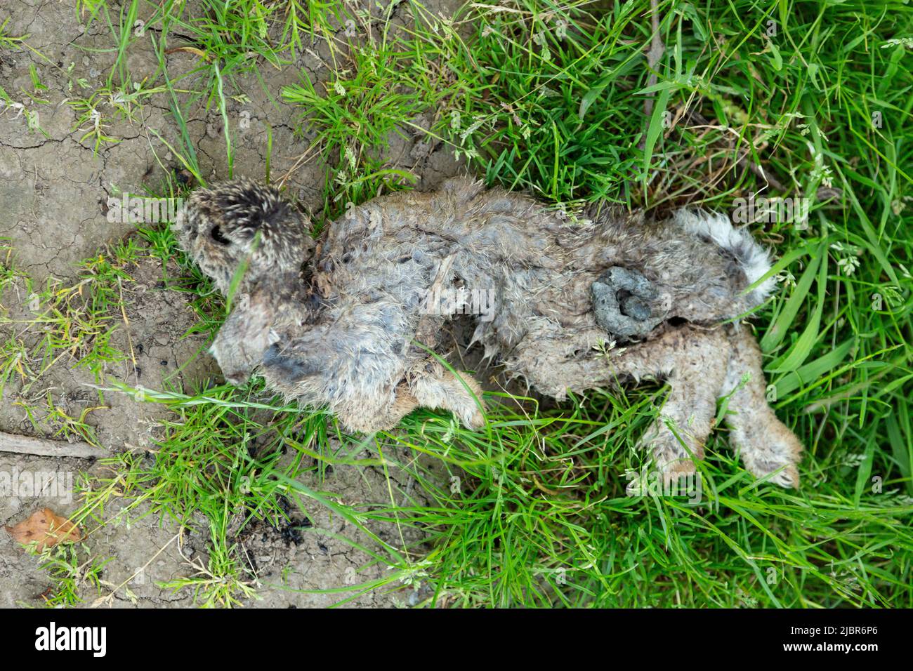 Dead rabbit, High Bickington, Devon, England, United Kingdom Stock