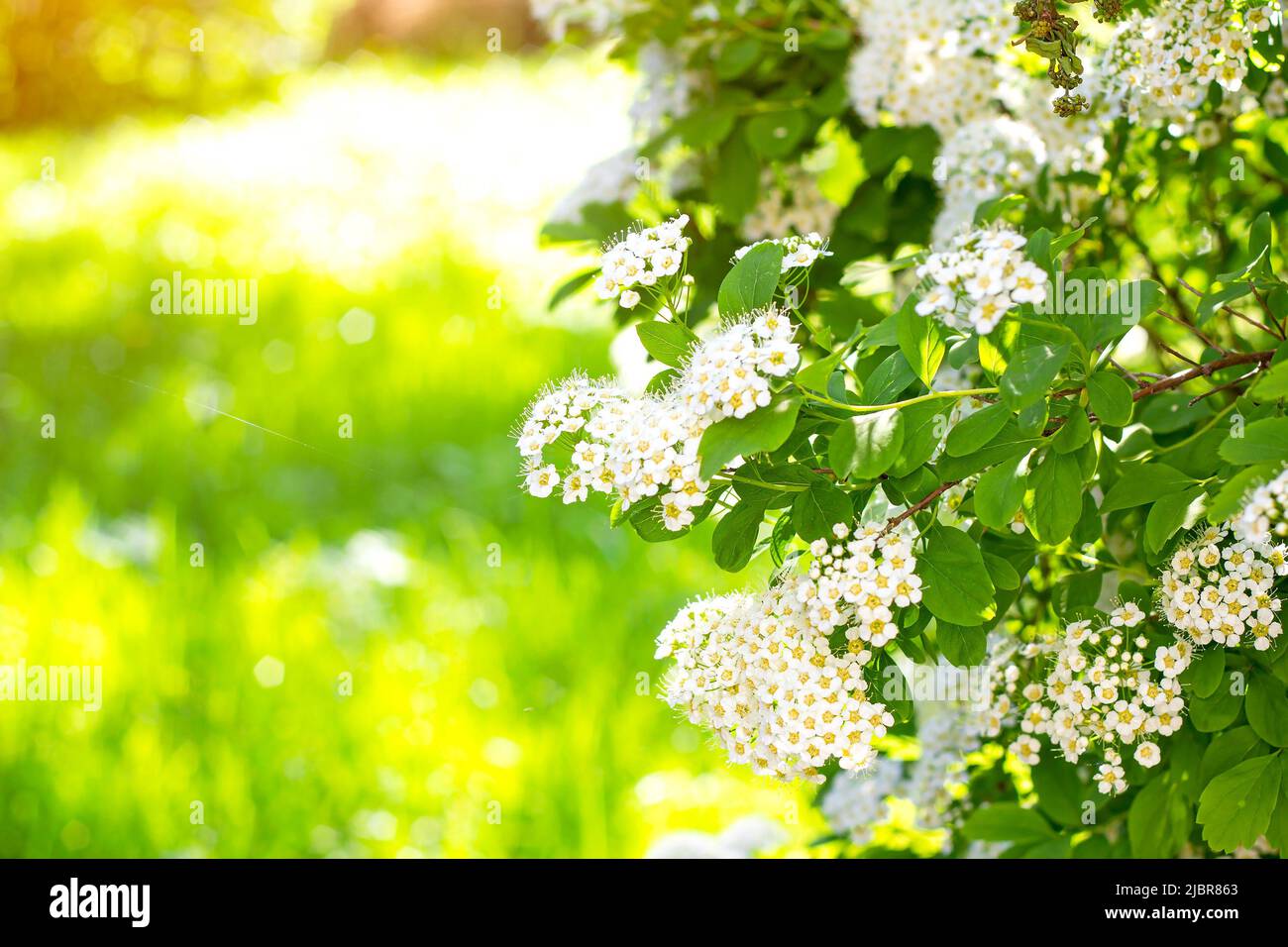 Many white Spirea (Spiraea Vanhouttei Briot Zabel Gold Fountain) flowers with green leaves in spring in the garden with copy space. Stock Photo