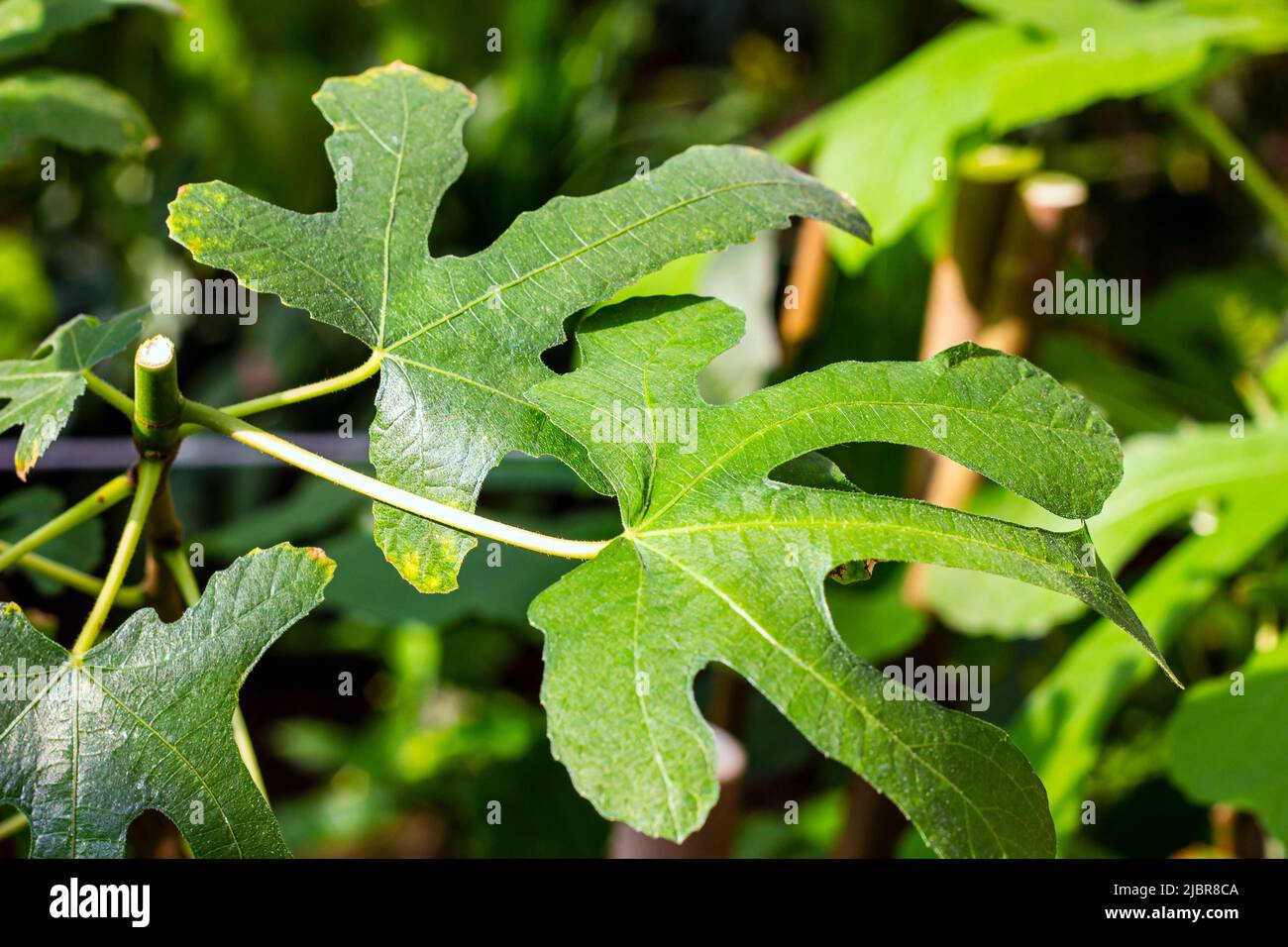 Exotic bright green leaves tree hi-res stock photography and images - Alamy