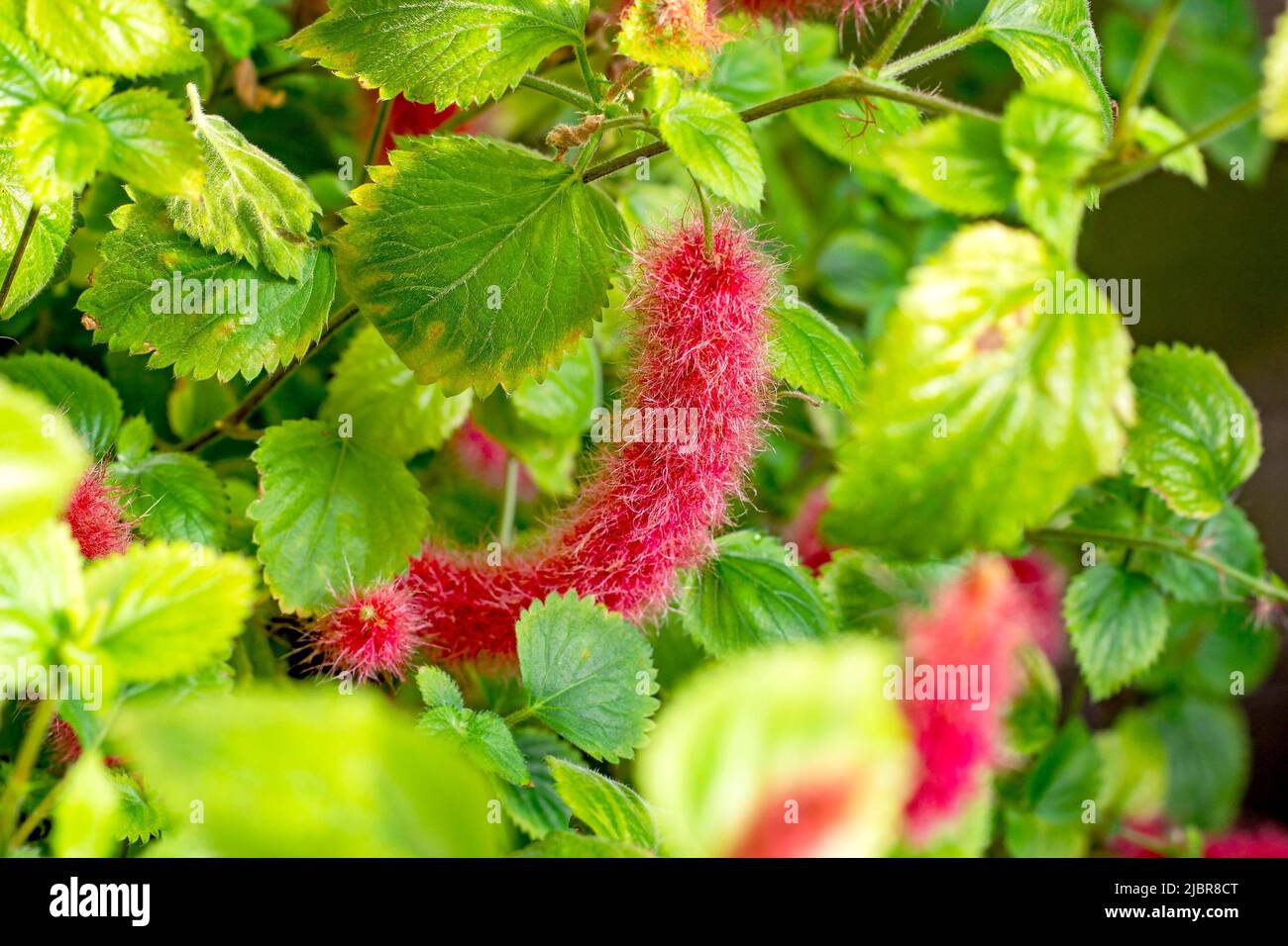 Bright red Fox Tail plant (Acalypha Pendula) fluffy flowers with green leaves in the garden in spring. Stock Photo