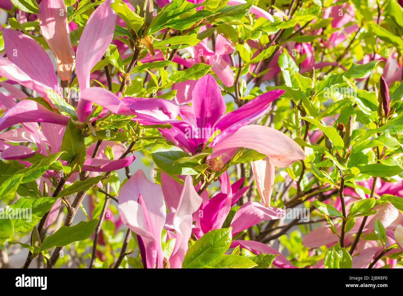Bright pink Magnolia Susan liliiflora flowers with green leaves in the garden in spring. Stock Photo