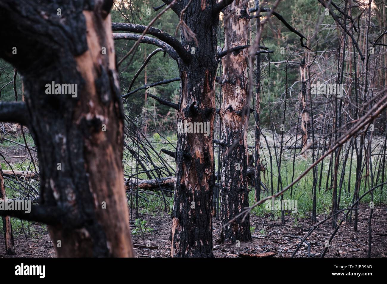 Charred dead pine trees, forest after fire Stock Photo Alamy