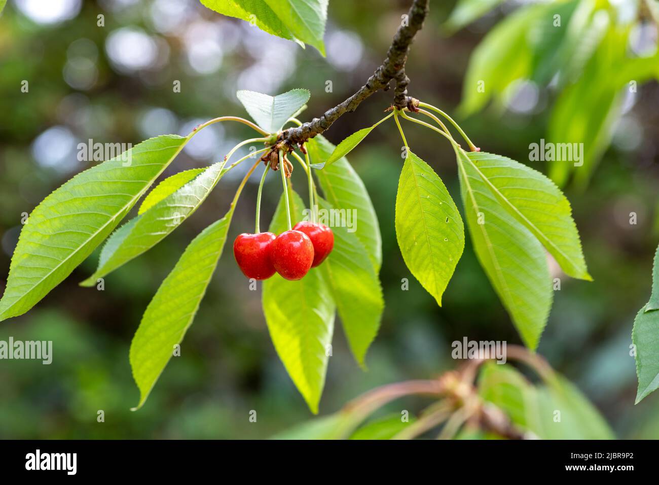 Red cherries on a branch, South of France Stock Photo