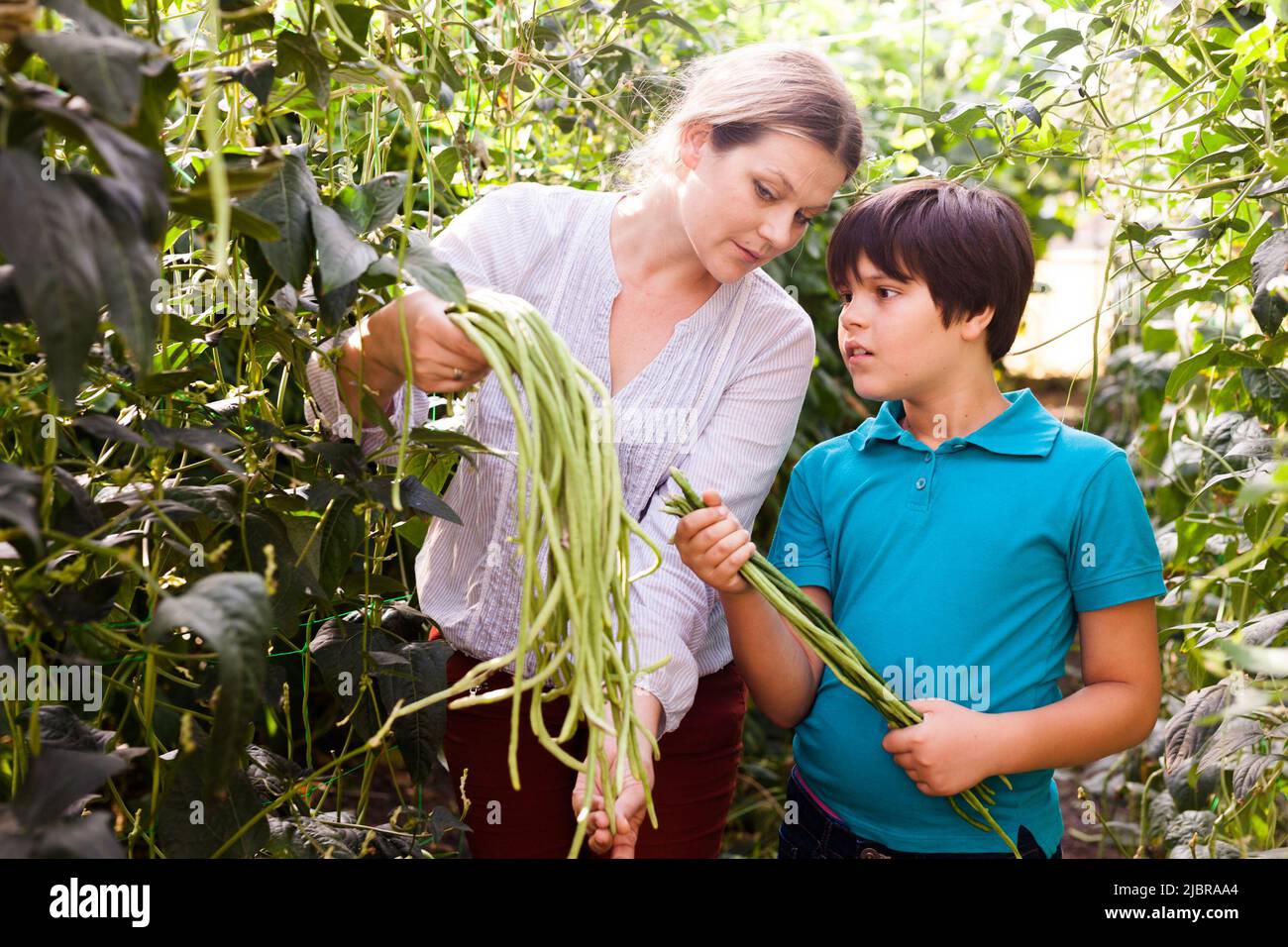 Female gardener with boy picking harvest of vigna in sunny hothouse Stock Photo