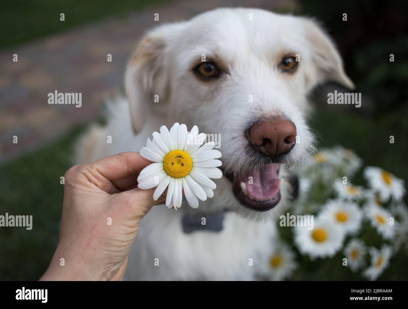 funny closeup portrait of the muzzle of a white healthy young dog and a chamomile flower with a smile. Faithful friend of man, pampering with your fav Stock Photo