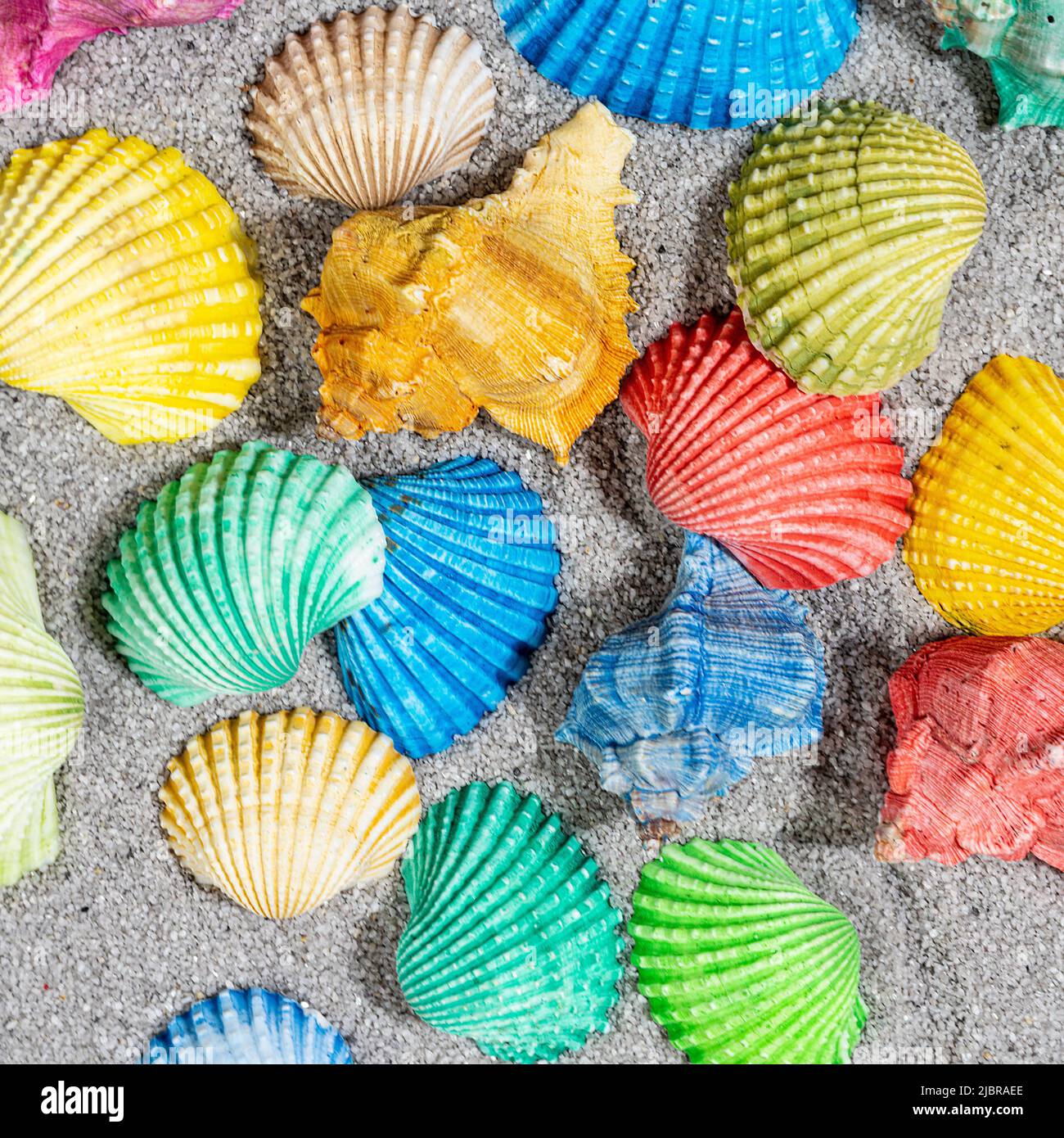 some colorful shells on the beach Stock Photo - Alamy