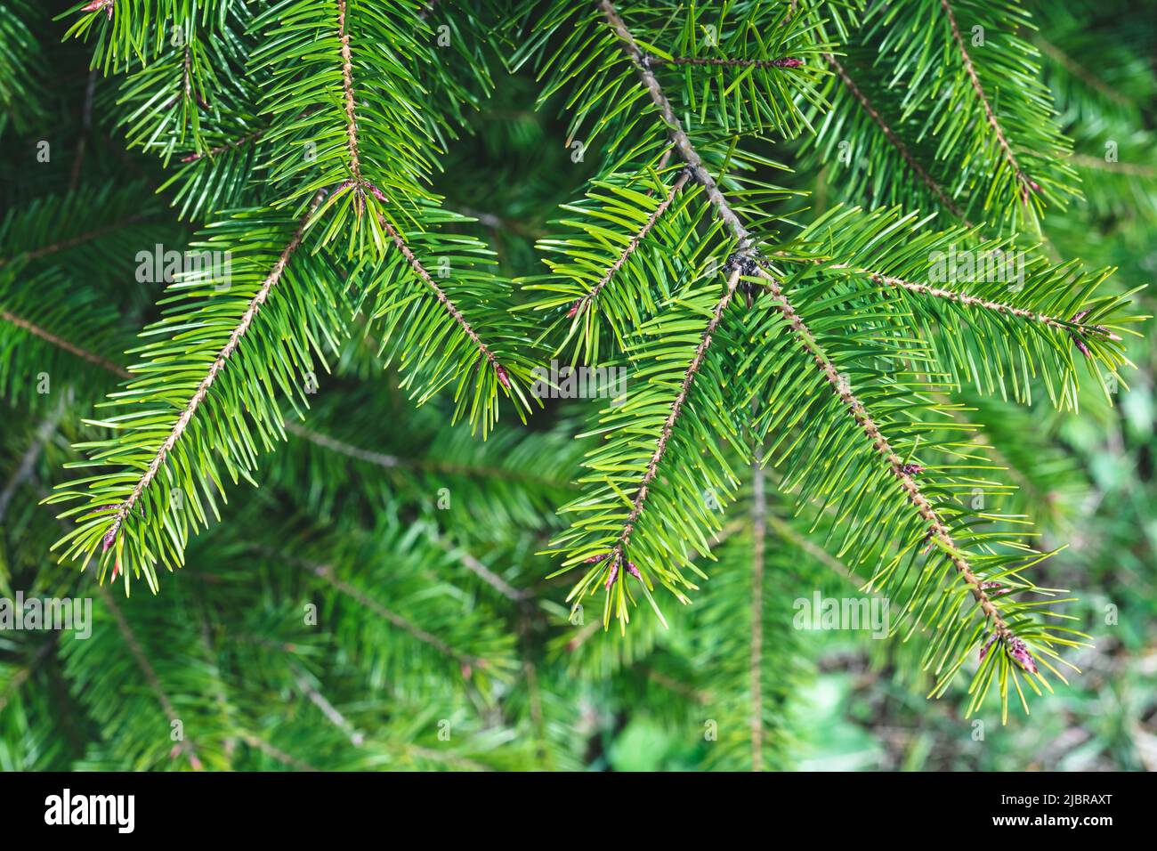 Christmas tree branches. Festive Xmas border of green branch of pine ...