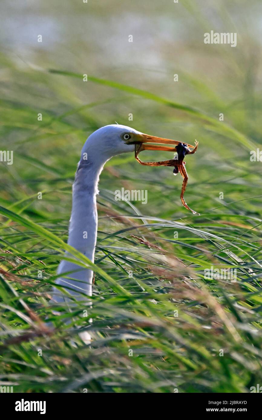 Great Egret with a frog on the Chobe River Botswana Stock Photo