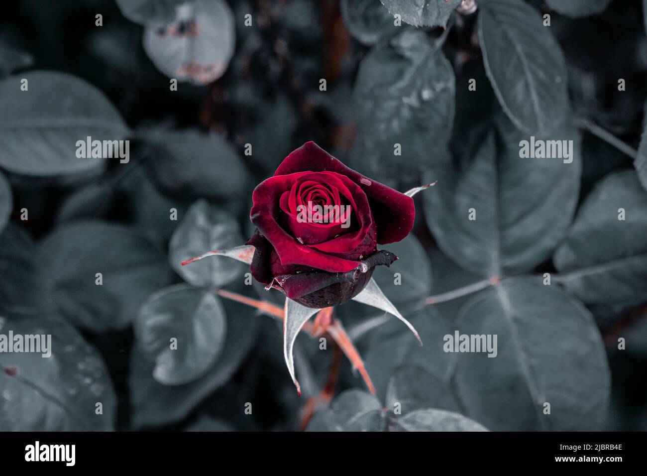 4k rose hi-res stock photography and images - Alamy