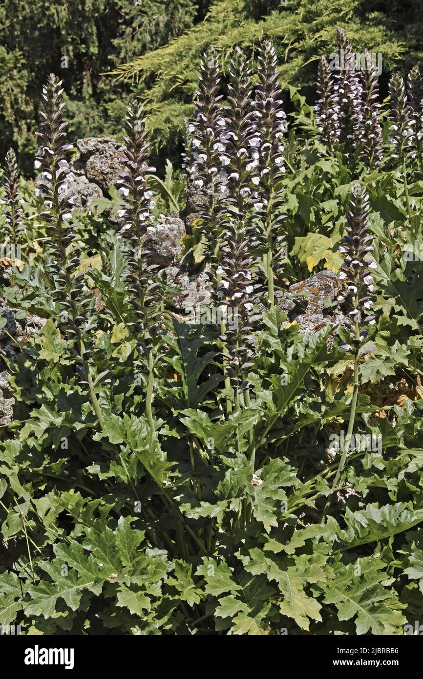 bear's breeches plant in bloom, leaves and flowers Stock Photo