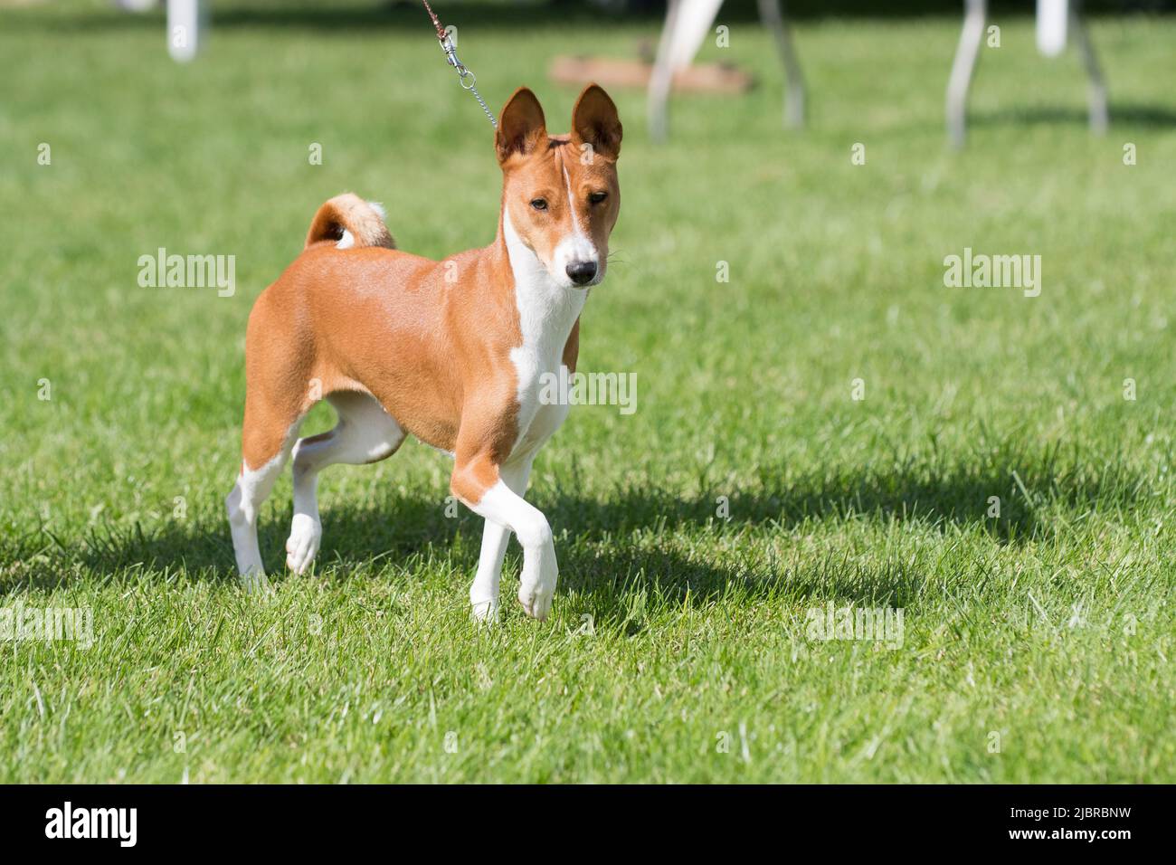 Show basenji hires stock photography and images Alamy
