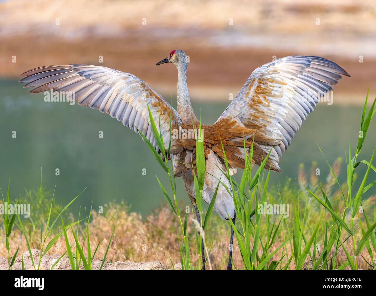 A spectacular Sandhill Crane (Grus canadensis) spreads its wings to stretch a little as it walks along the water at Farmington Bay WMA, Utah, USA. Stock Photo