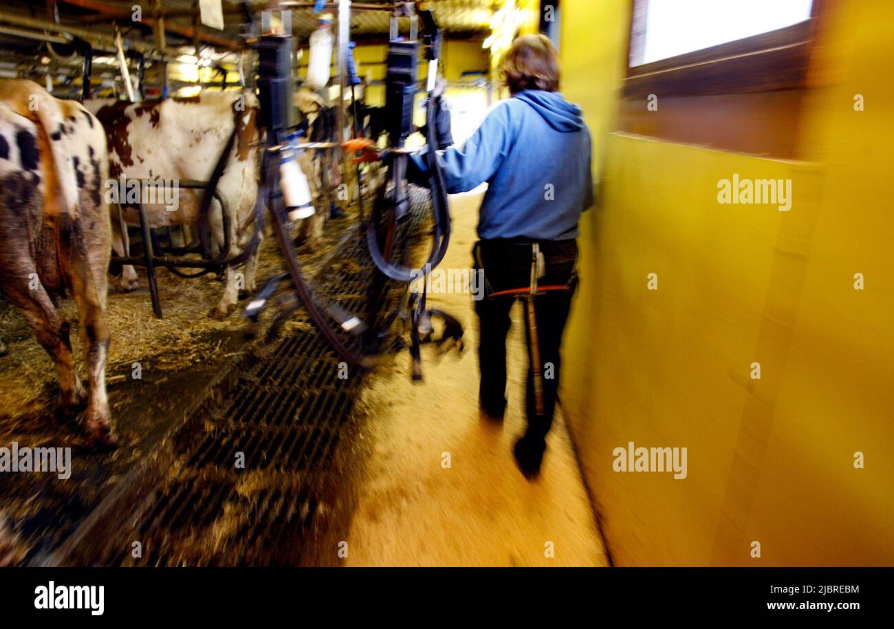 A farm in the countryside with with dairy cows Stock Photo - Alamy