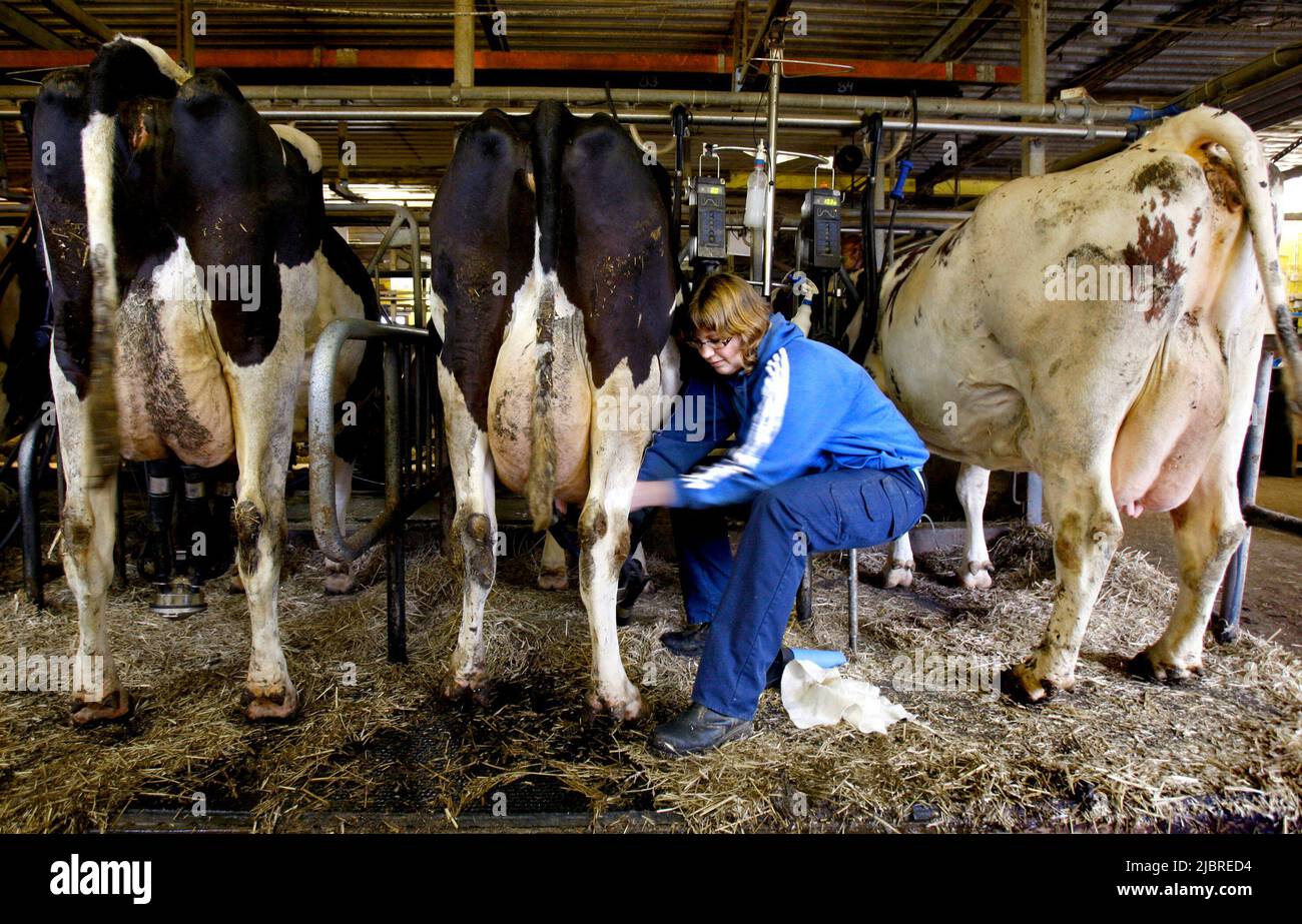A farm in the countryside with with dairy cows Stock Photo - Alamy