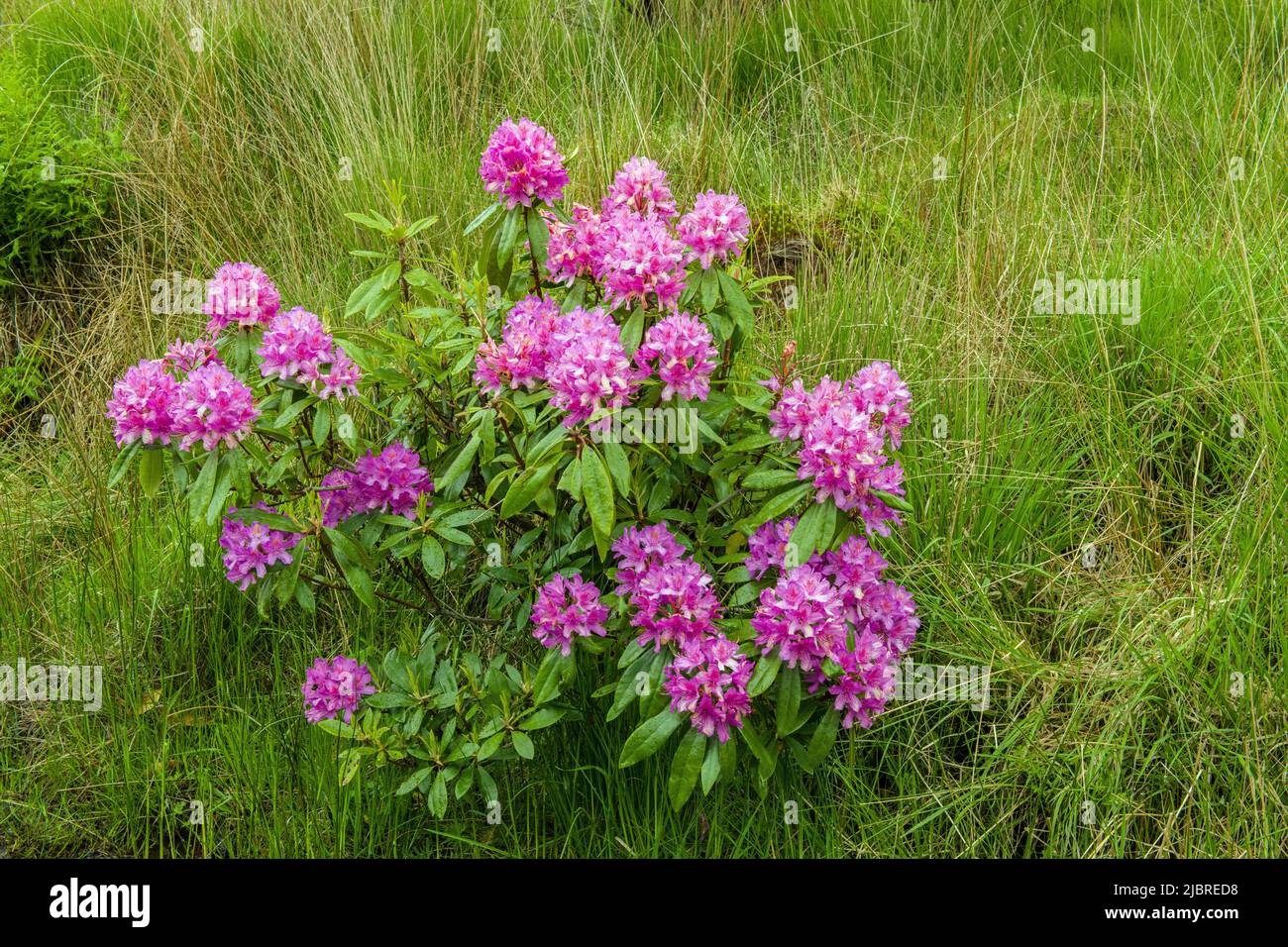 Wild Rhododendron in the Central Brecon Beacons Powys south Wales Stock Photo