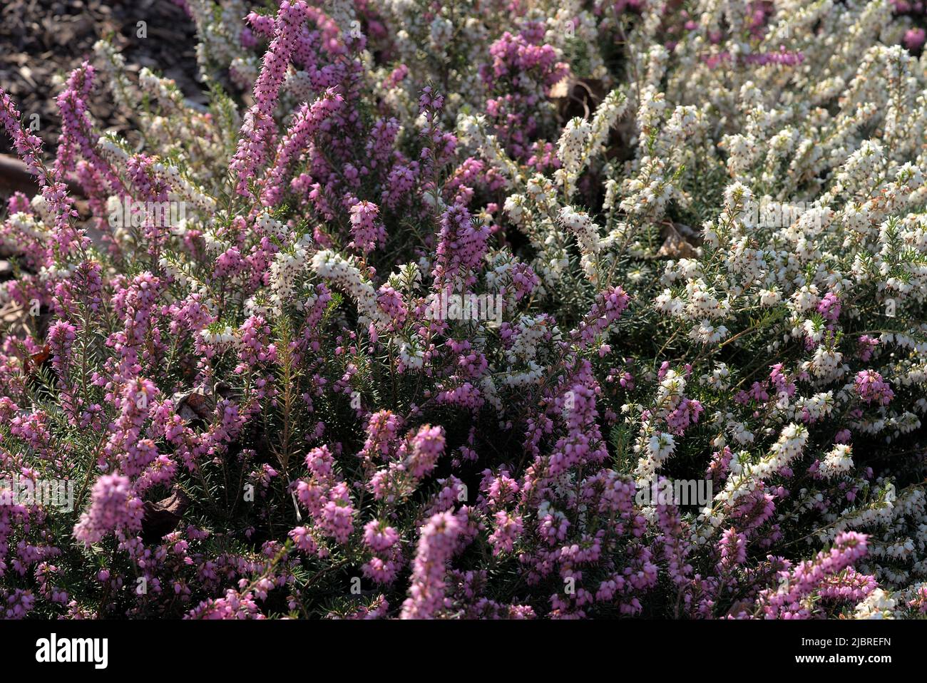 grove of white and pink common heather (calluna vulgaris - Ericaceae) close up Stock Photo