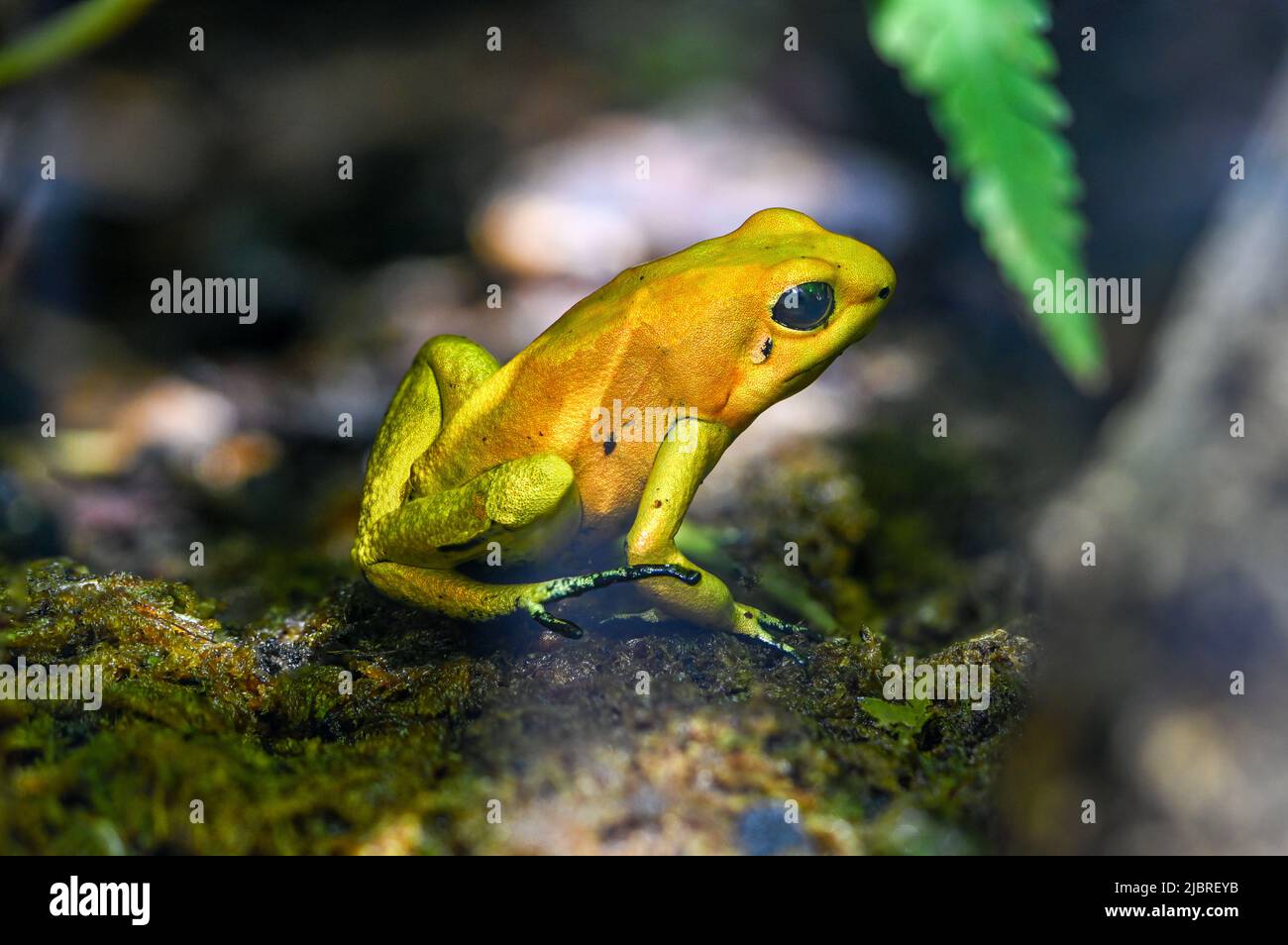 Golden poison dart frog (Phyllobates terribilis). Tropical frog living in South America. Stock Photo