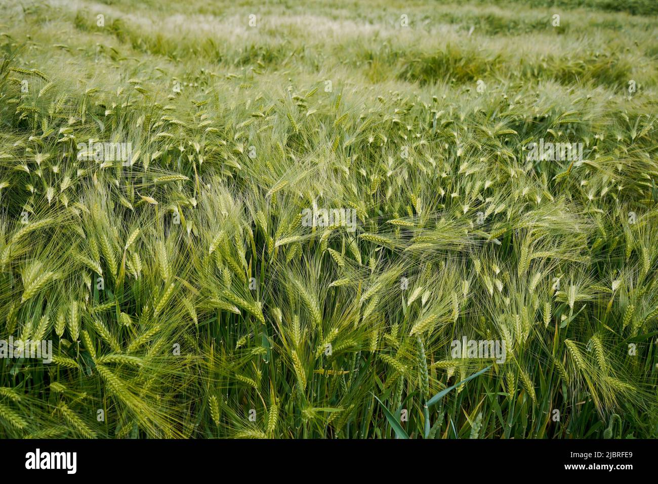 Cereal plants hi-res stock photography and images - Alamy