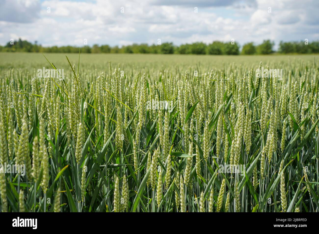 Cereal plants hi-res stock photography and images - Alamy
