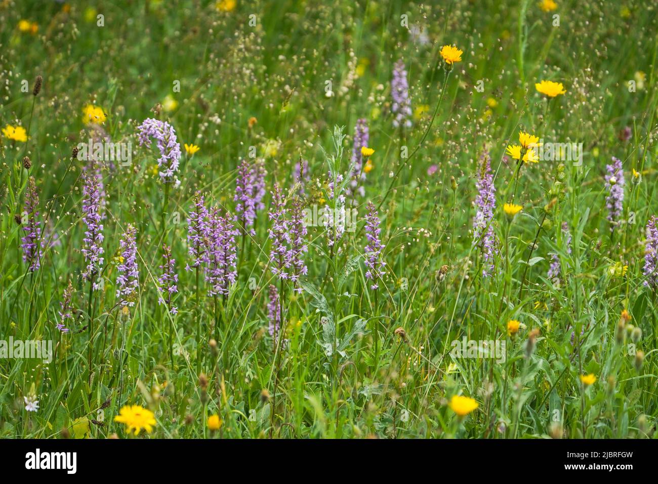 Group of Fragrant orchid or chalk fragrant orchid, Gymnadenia conopsea, flowerering in a field, Limburg, Netherlands. Stock Photo