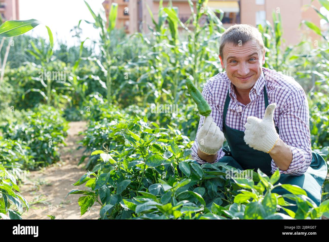 Worker examining pepper plants Stock Photo - Alamy