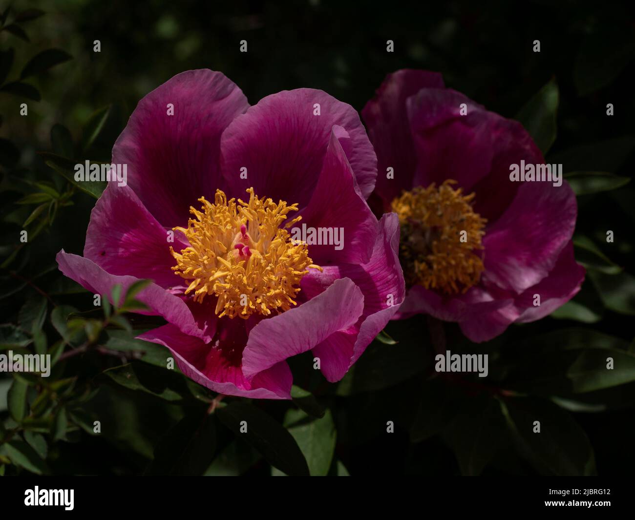 Close up of pink peonies in the countryside. Stock Photo