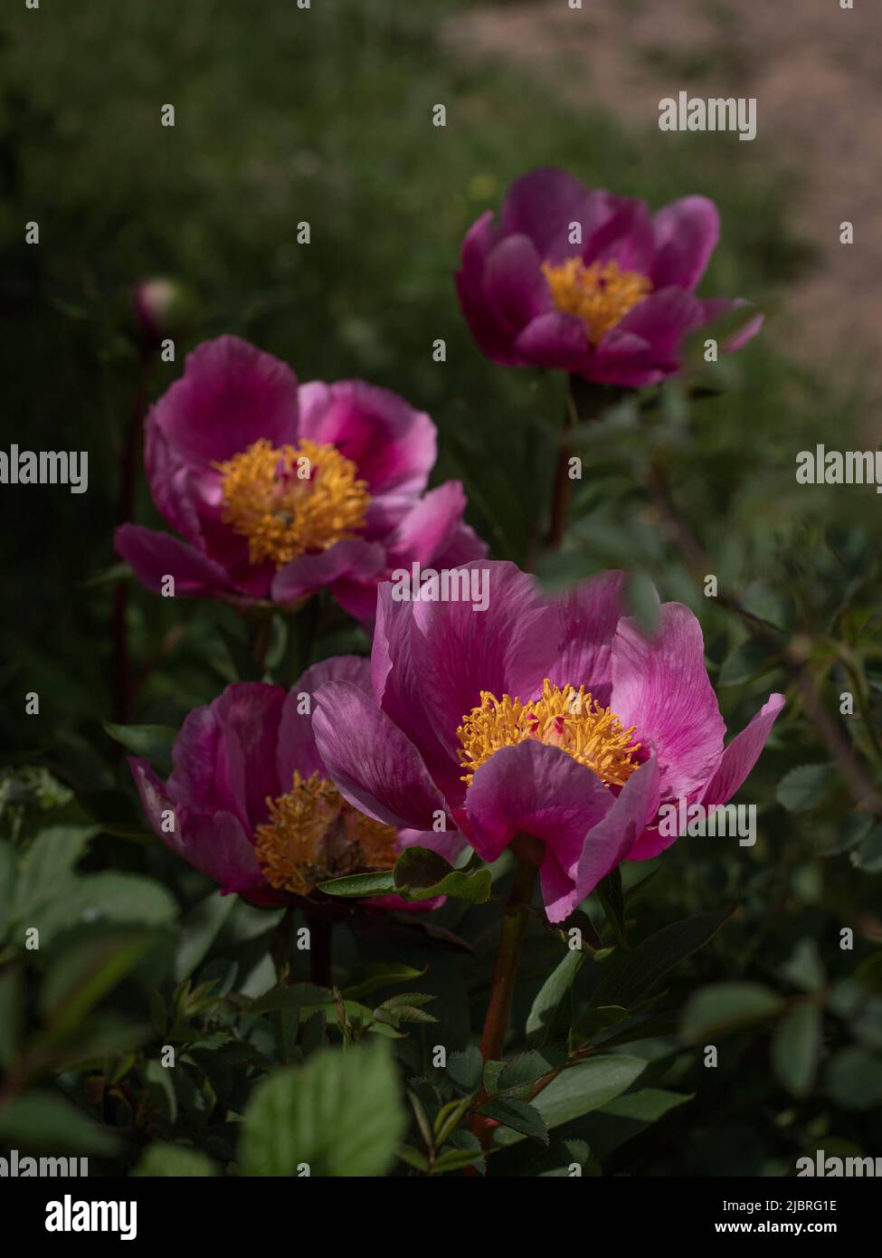 Vertical view pink peonies in the countryside. Stock Photo
