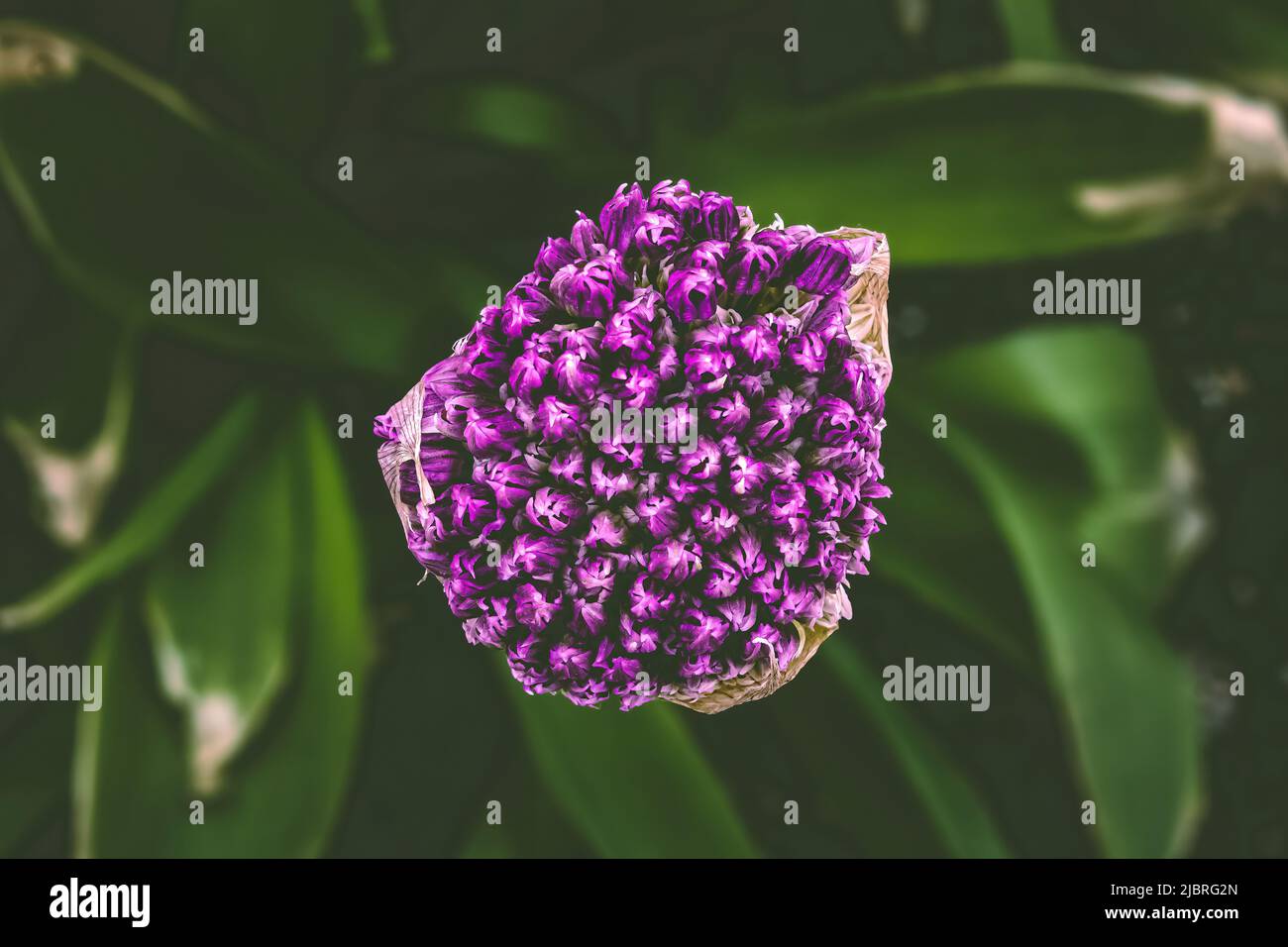 Its early spring and this giant onion plant is near bloom. A view from