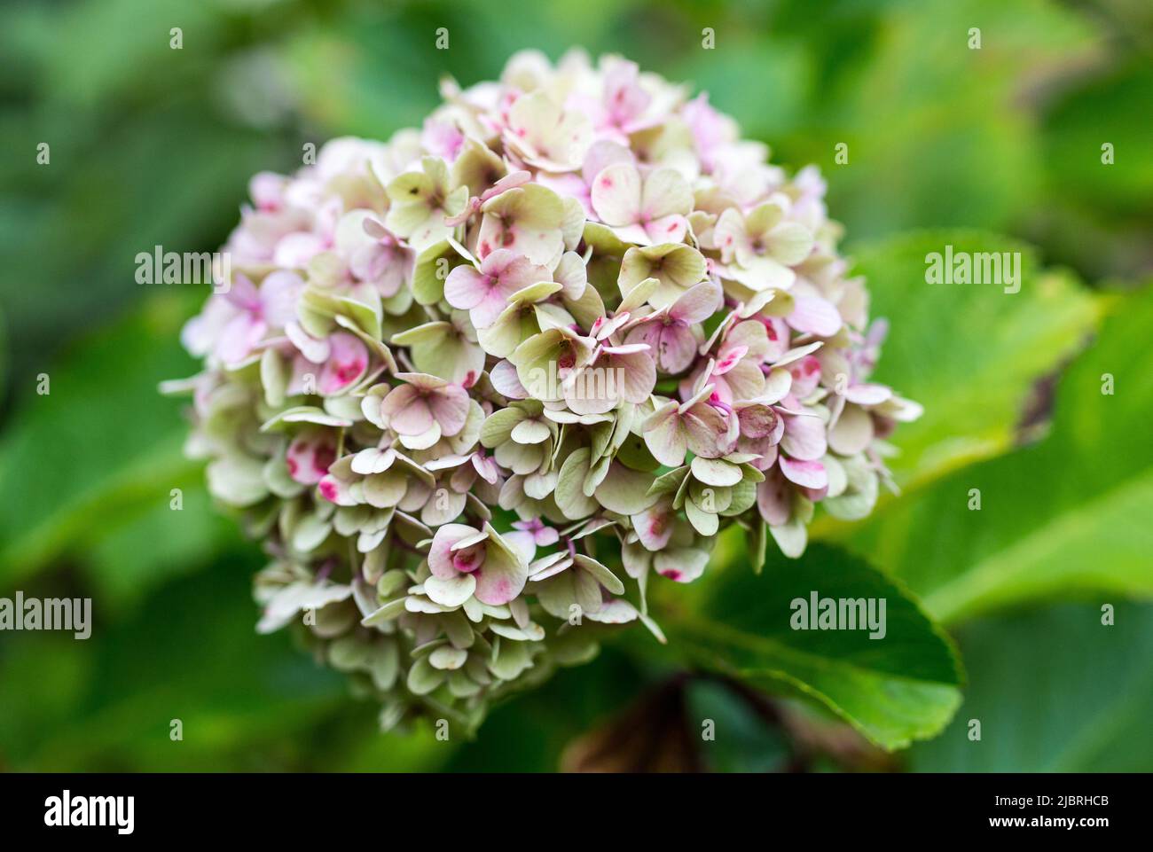 Hydrangea or Hortensia flower head closeup fading from pink at the end of the season on a bush or shrub in Cape Town, South Africa Stock Photo