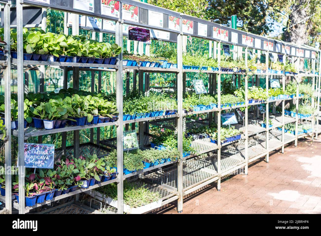 plant seedlings on racks for sale at a nursery or garden centre in Cape Town, South Africa concept gardening Stock Photo