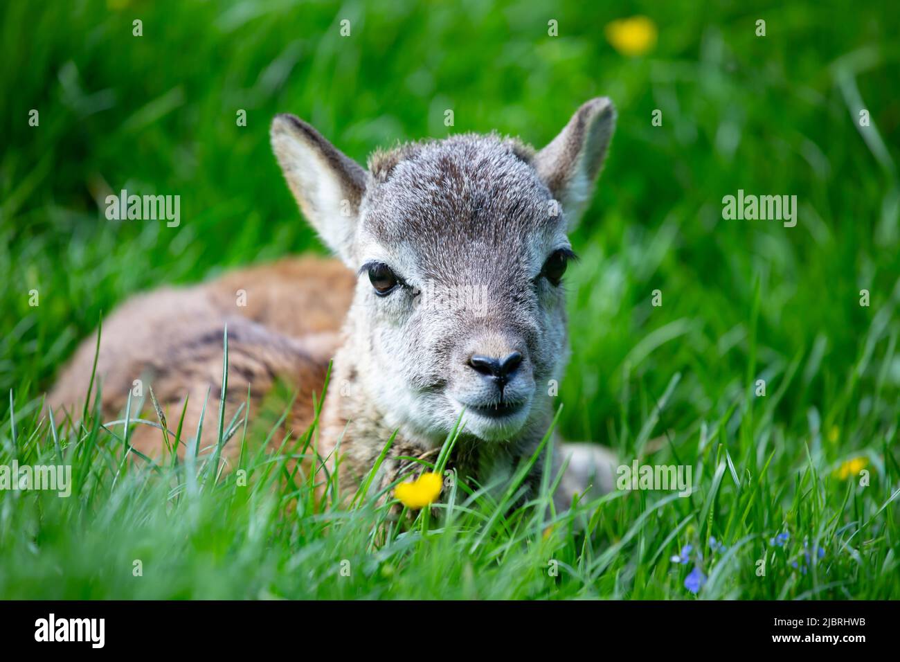 Small cute baby mouflon lying down and relaxing in green grass.Adorable mouflon fawn, wildlife, baby animals Stock Photo
