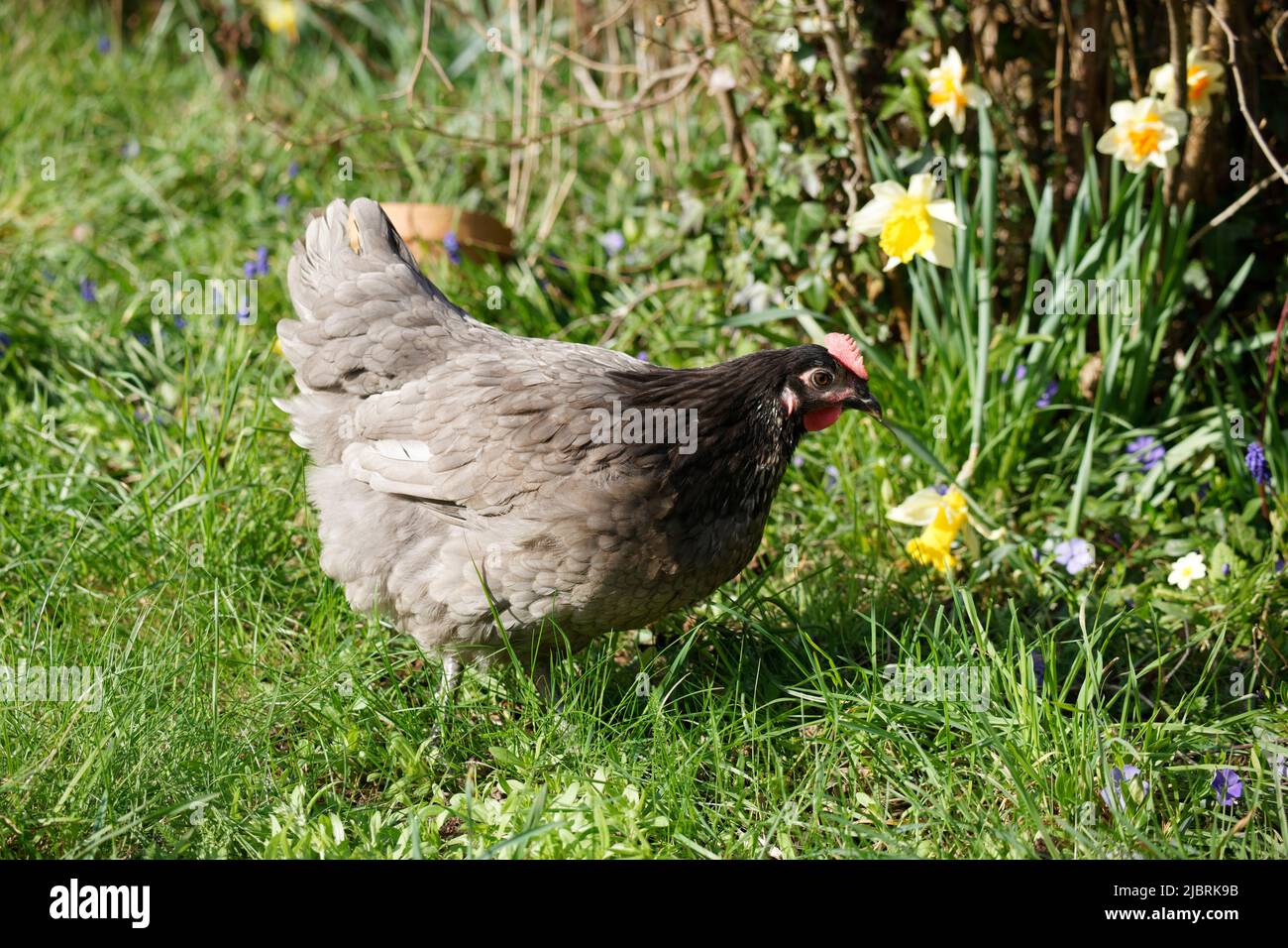 Hen in a garden Stock Photo