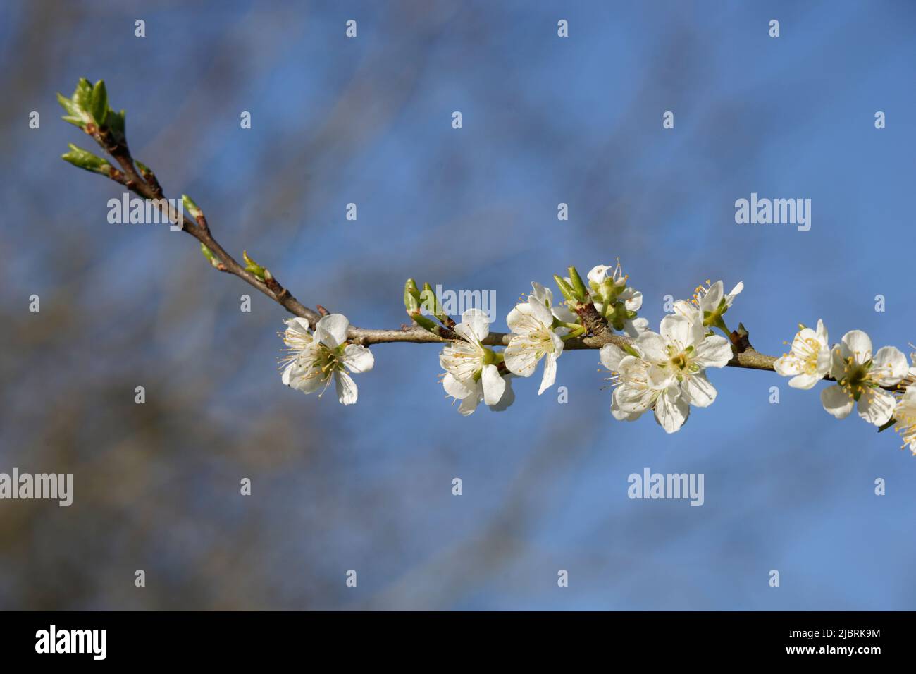 Cherry blossoms (branch) in a garden Stock Photo