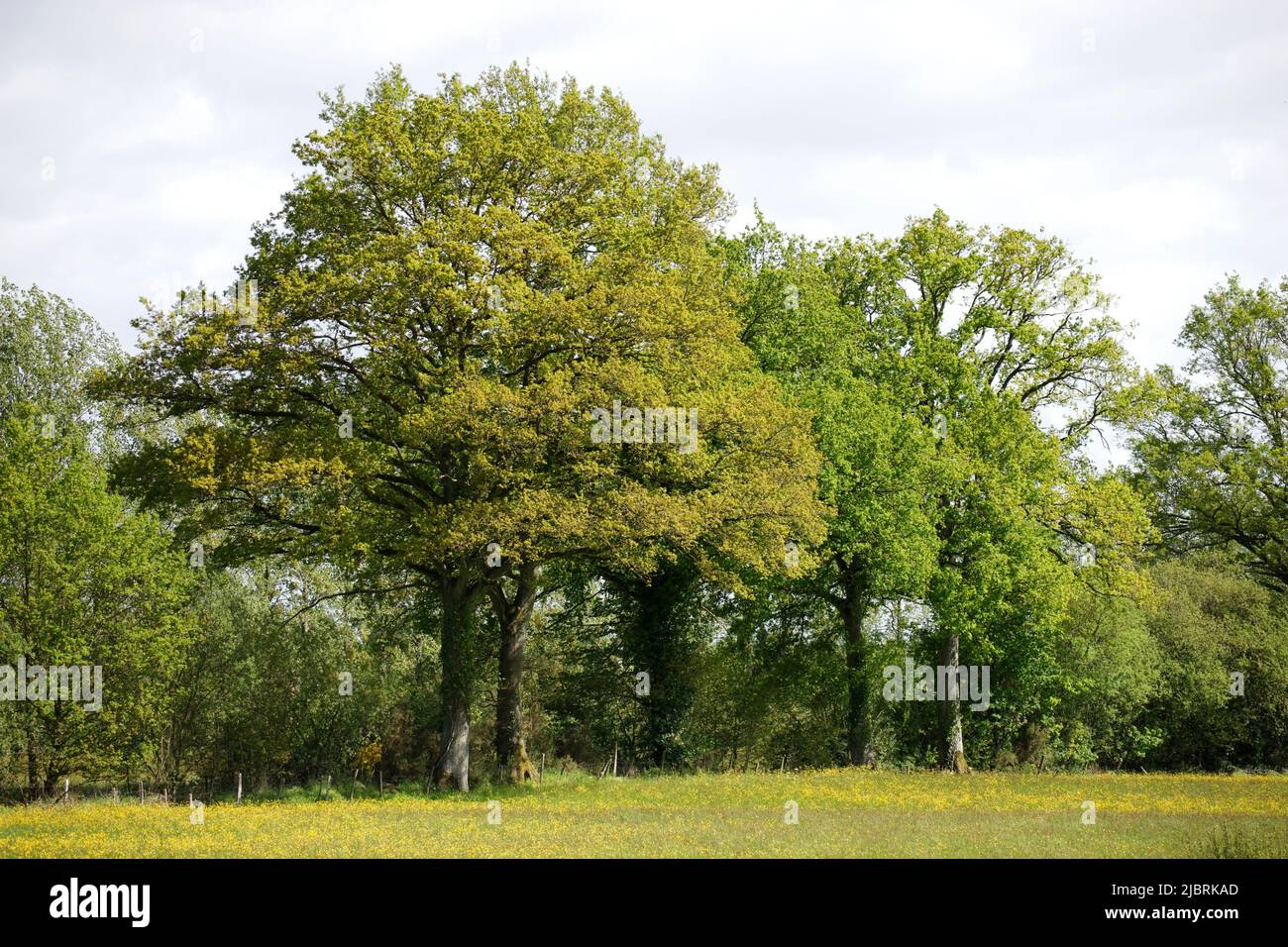 Oaks hedge in spring (Northwest of the France) Stock Photo