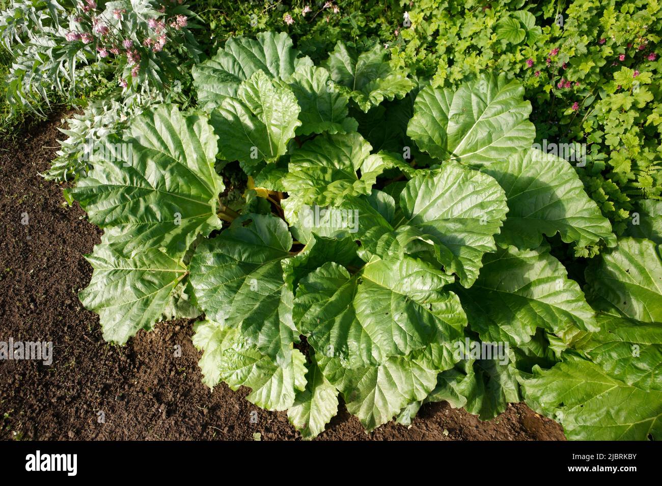 Tuft of rhubarb in a garden Stock Photo